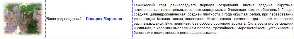 виноград плодовый подарок магарача.jpg
