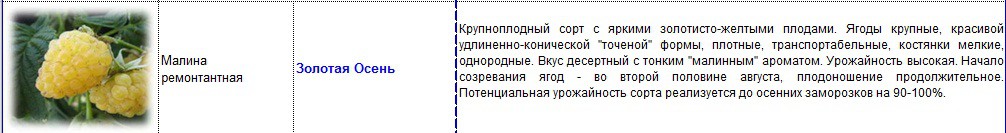 малина ремонтантная золотая осень.jpg