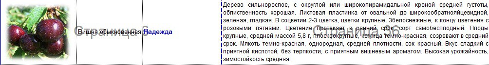 вишня надежда.jpg