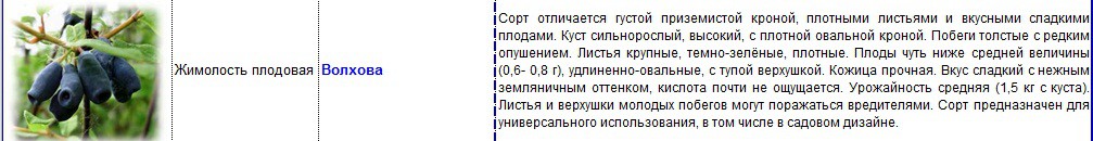 жимолость волхова.jpg