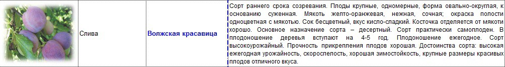 слива волжская красавица.jpg