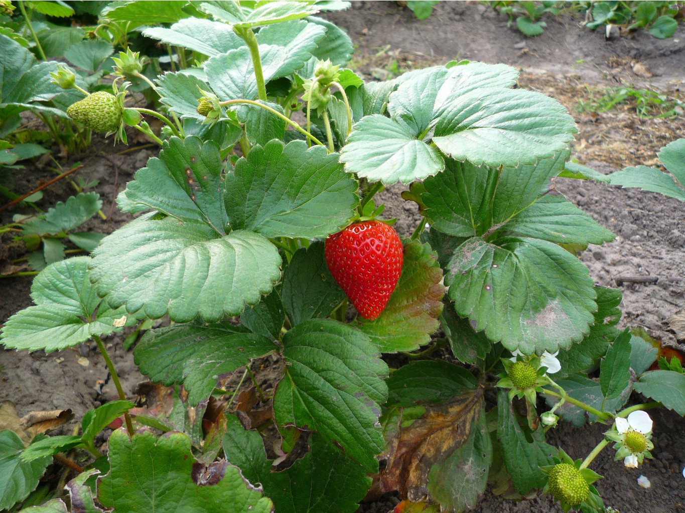P1050942.JPG