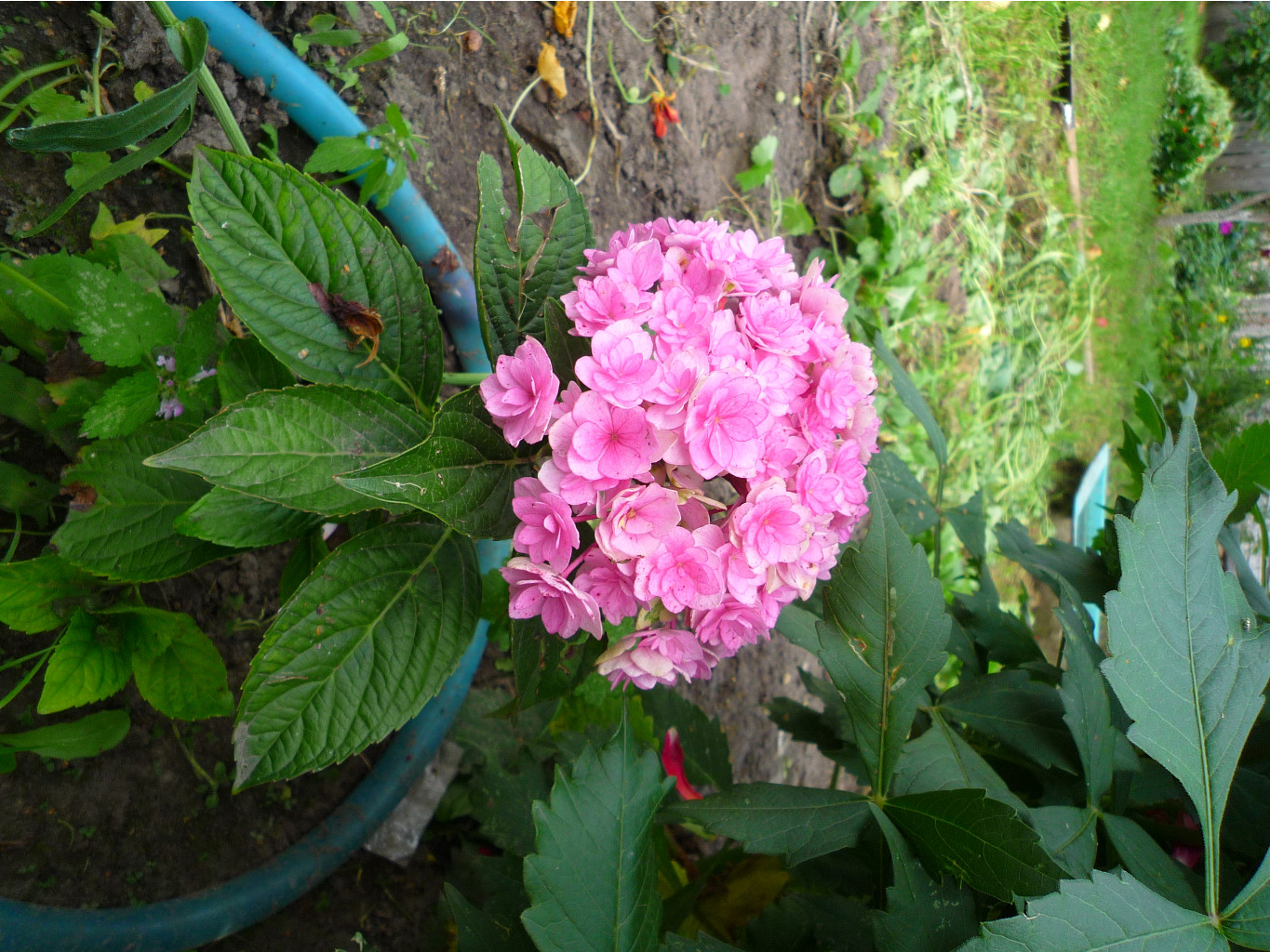 P1050936.JPG