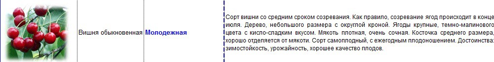 вишня молодежная.jpg