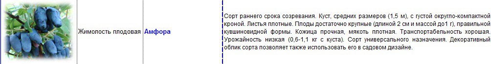 жимолость амфора.jpg