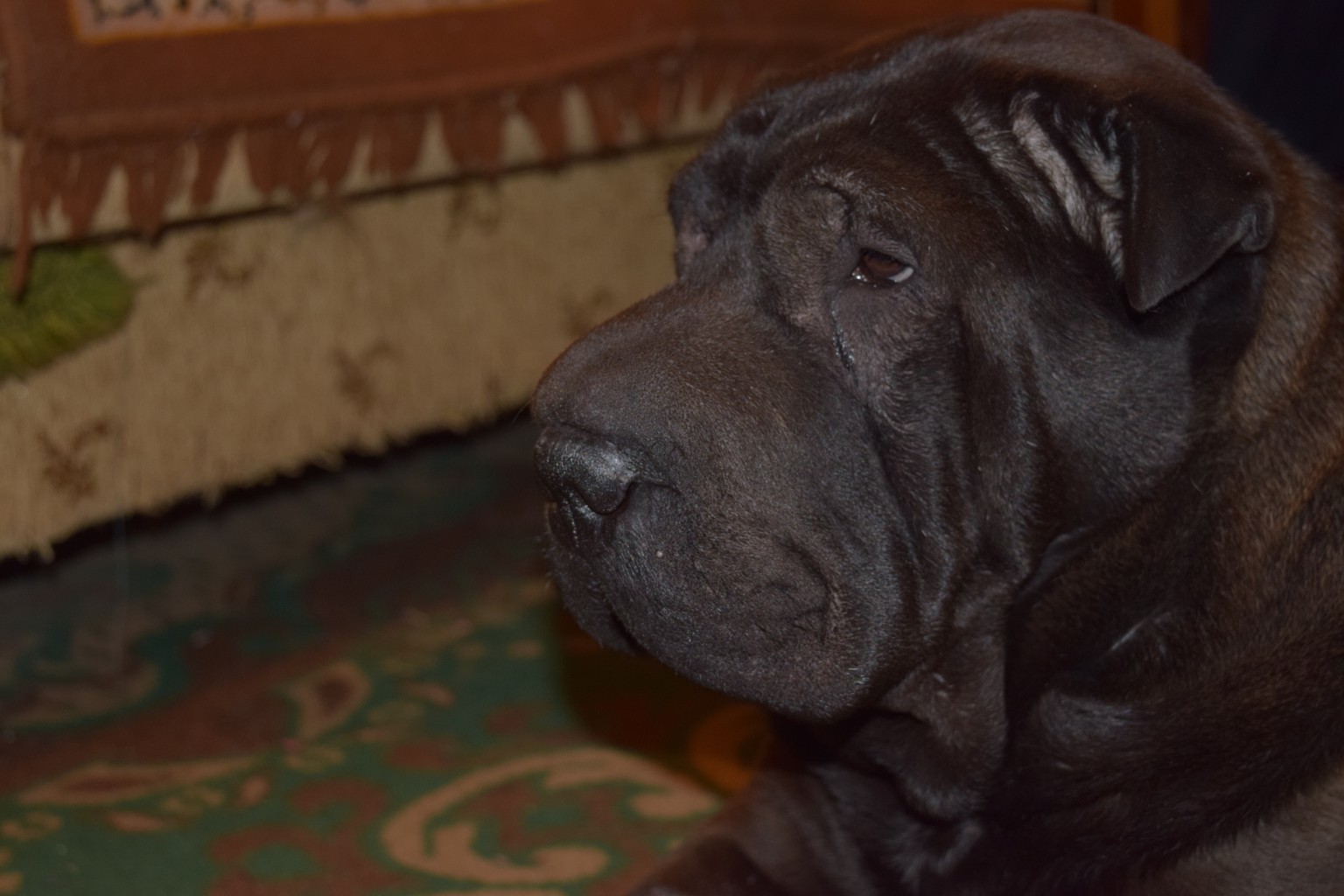 DSC_0380.JPG