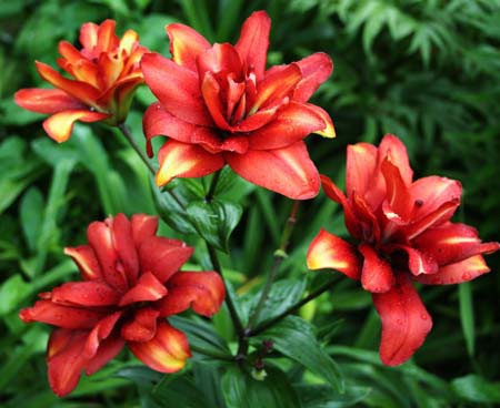 Лилия Коктейль Твинс 300р 5шт.jpg