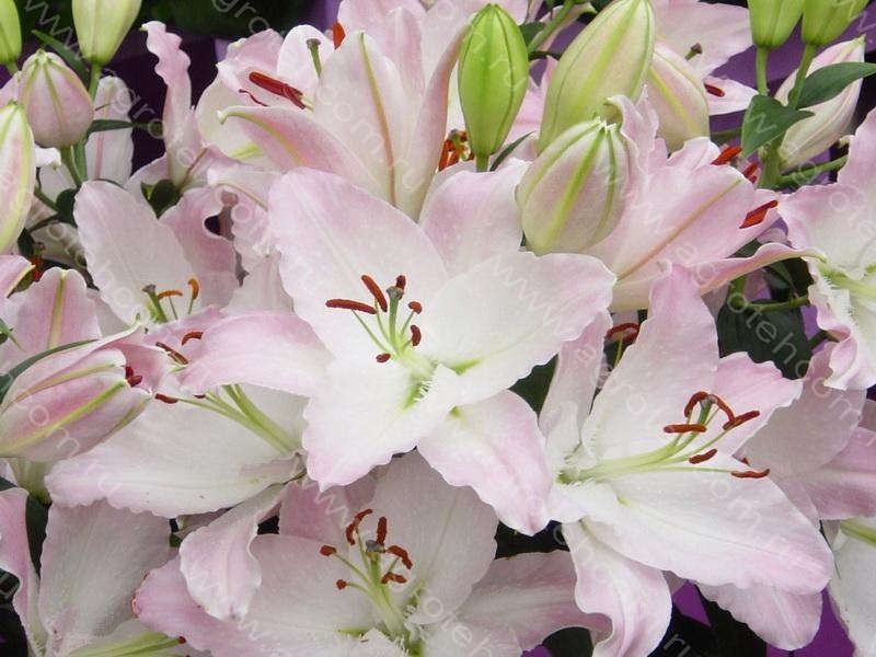 Лилия Лейк Мичиган 5шт 175,9р.jpg