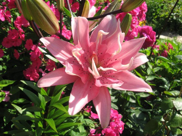 Лилия Элоди 294р 5шт.jpg