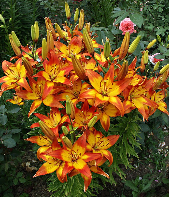 Лилия Канкун 210р 5 шт.jpg