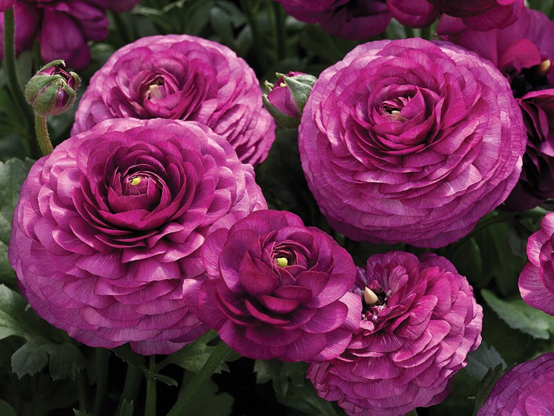 Ранункулюс пурпурный уп10шт 102р.jpg