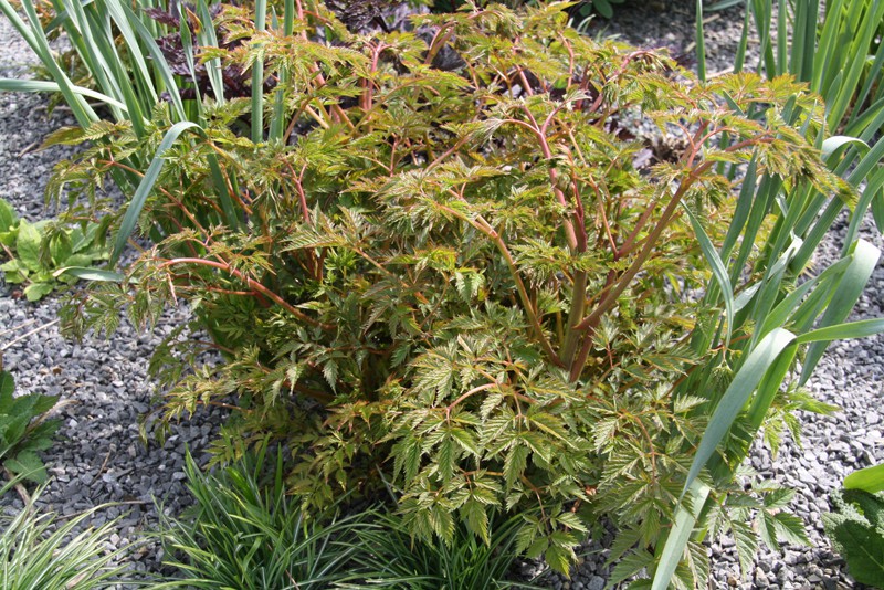 Aruncus ' Horatio'+