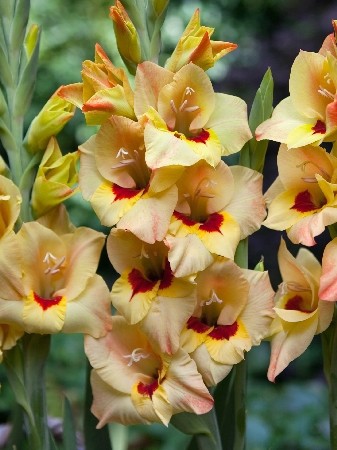 Гладиолус Бочелли 102р.jpg