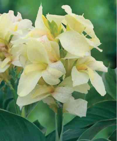 Канна Амбассадор 86,4р.jpg