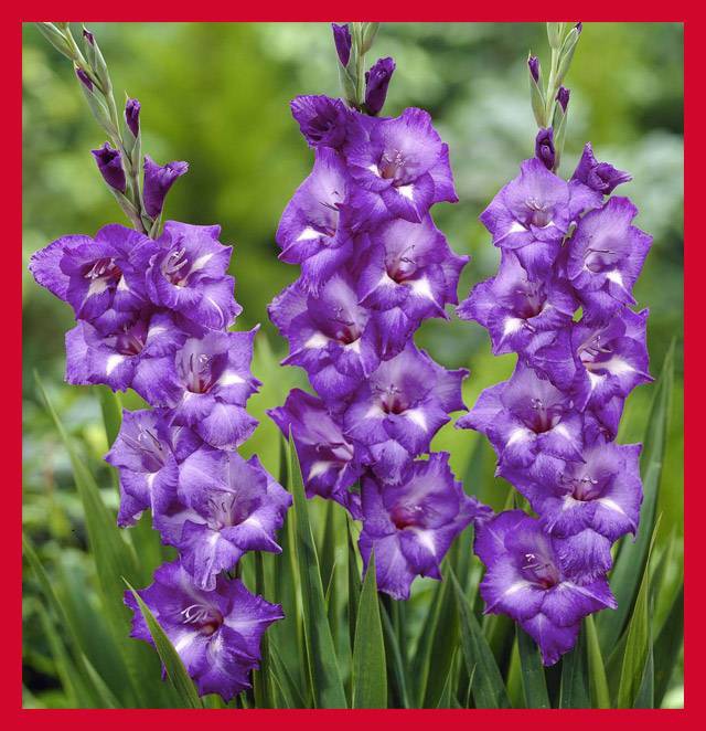 Гладиолус Макарена 96р.jpg