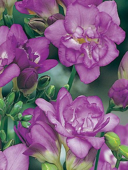 Фрезия  Махровая Пурпурная 10шт 74,4р.jpg