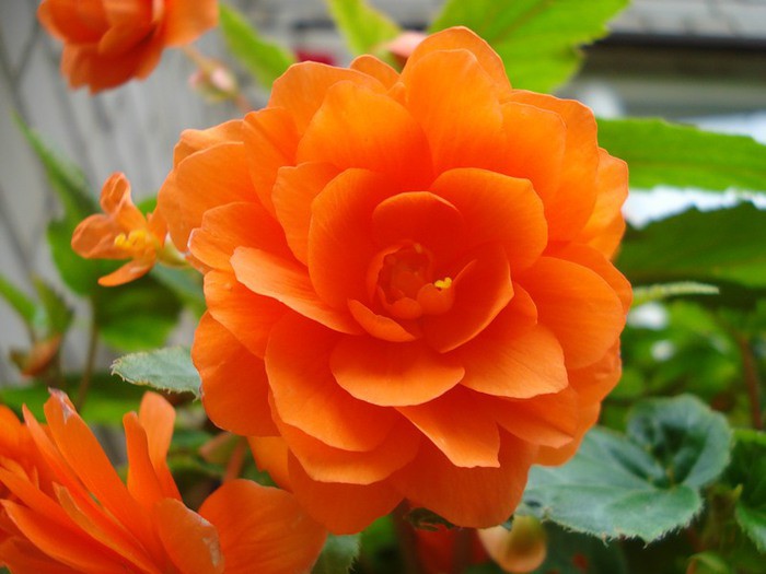 Бегония махровая оранжевая 86,4р