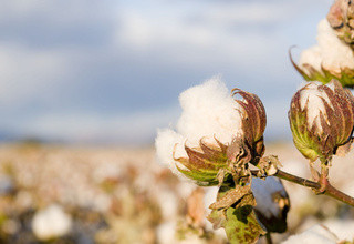 cottonfields.jpg