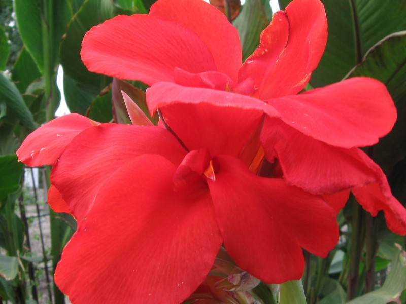 Канна Ред Президент 96р.jpg