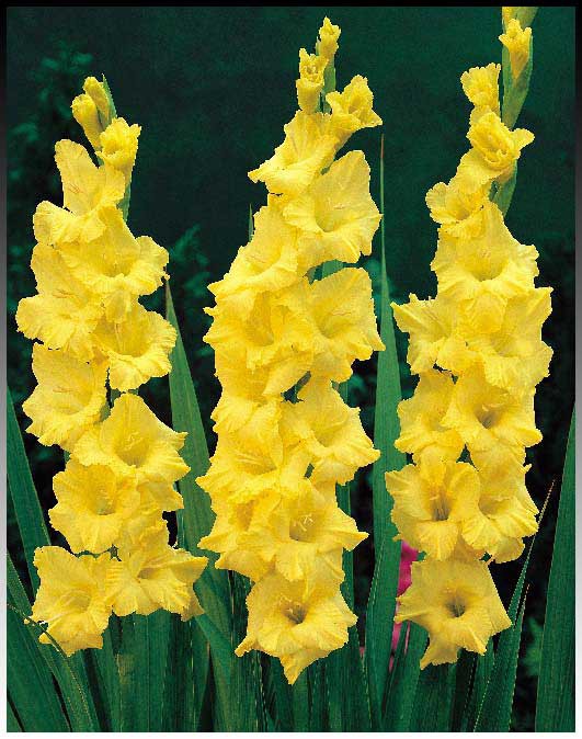 Гладиолус Нова Люкс 90р.jpg