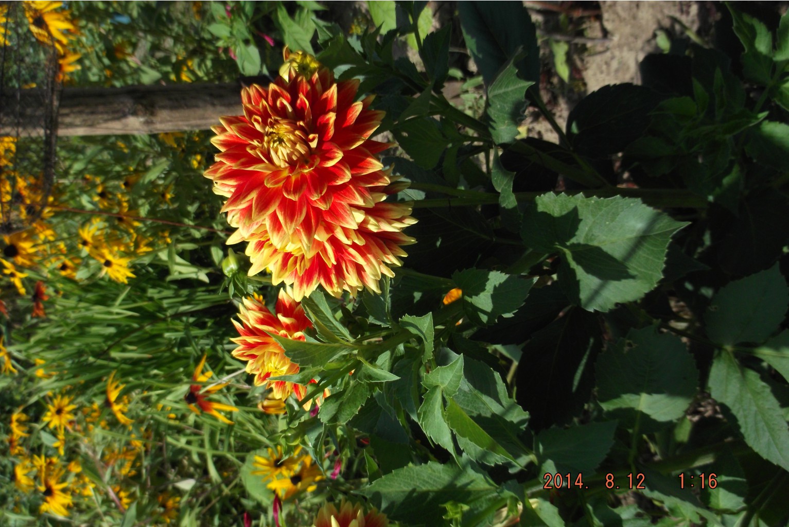  2014 246.jpg