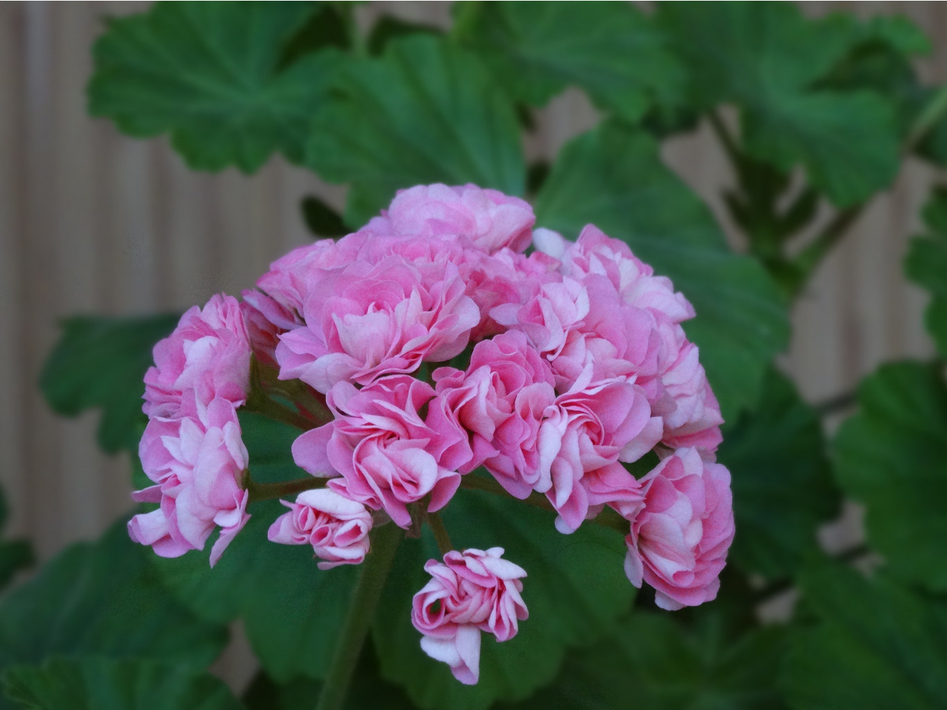 Swanland Pink/Australian Pink Rose