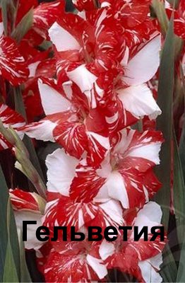 Гладиолус Гельветия 106р.jpg