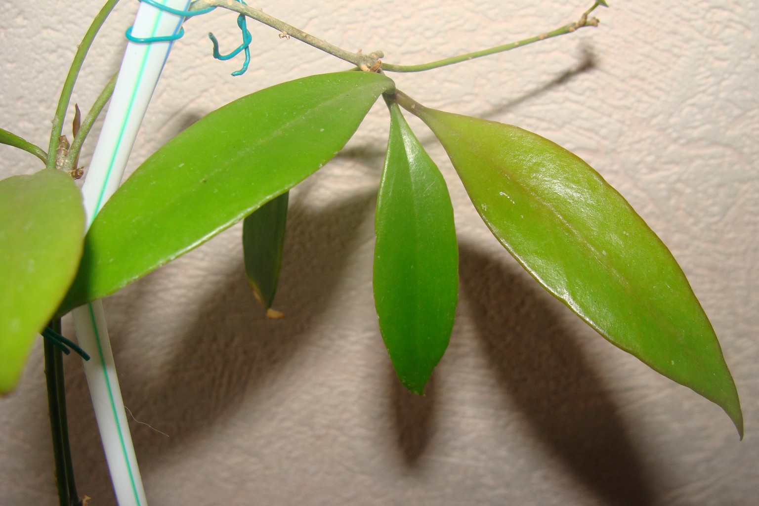 Hoya sp.Haraku