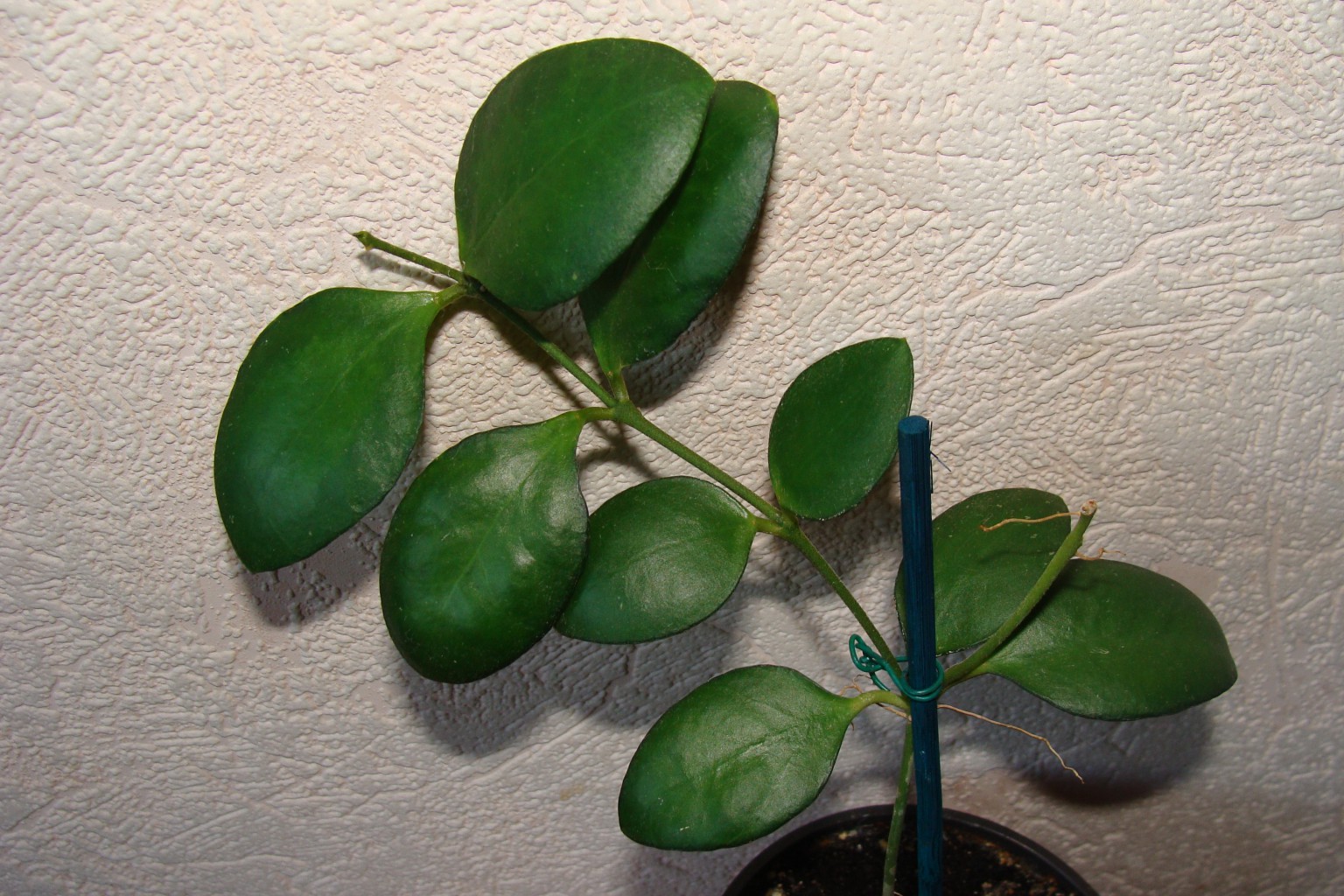 Hoya myrmecopa