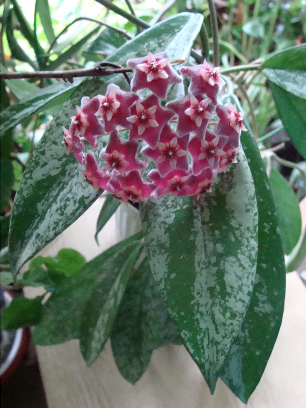 Hoya pubicalyx (splash)