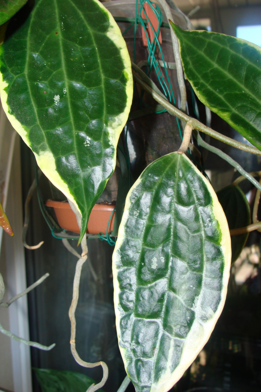 Hoya macrophylla variegata