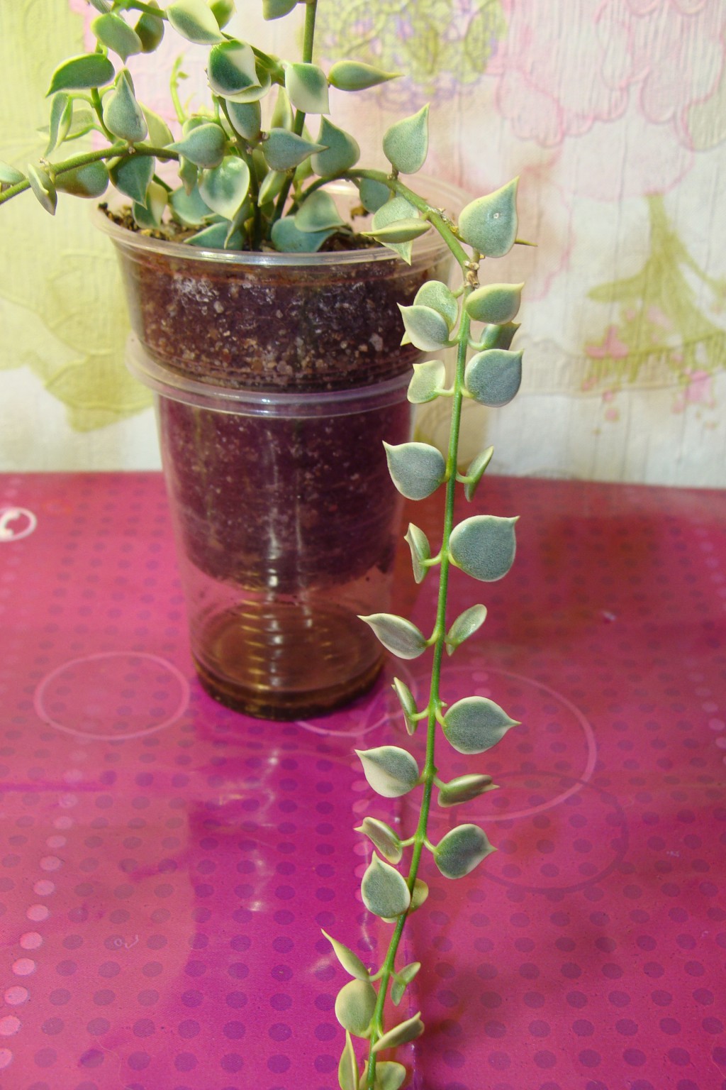 Dischidia ruscifolia 'Million Heart' variegated