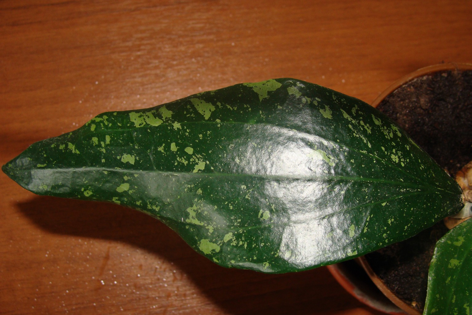 HOYA PARASITICA LAOS 