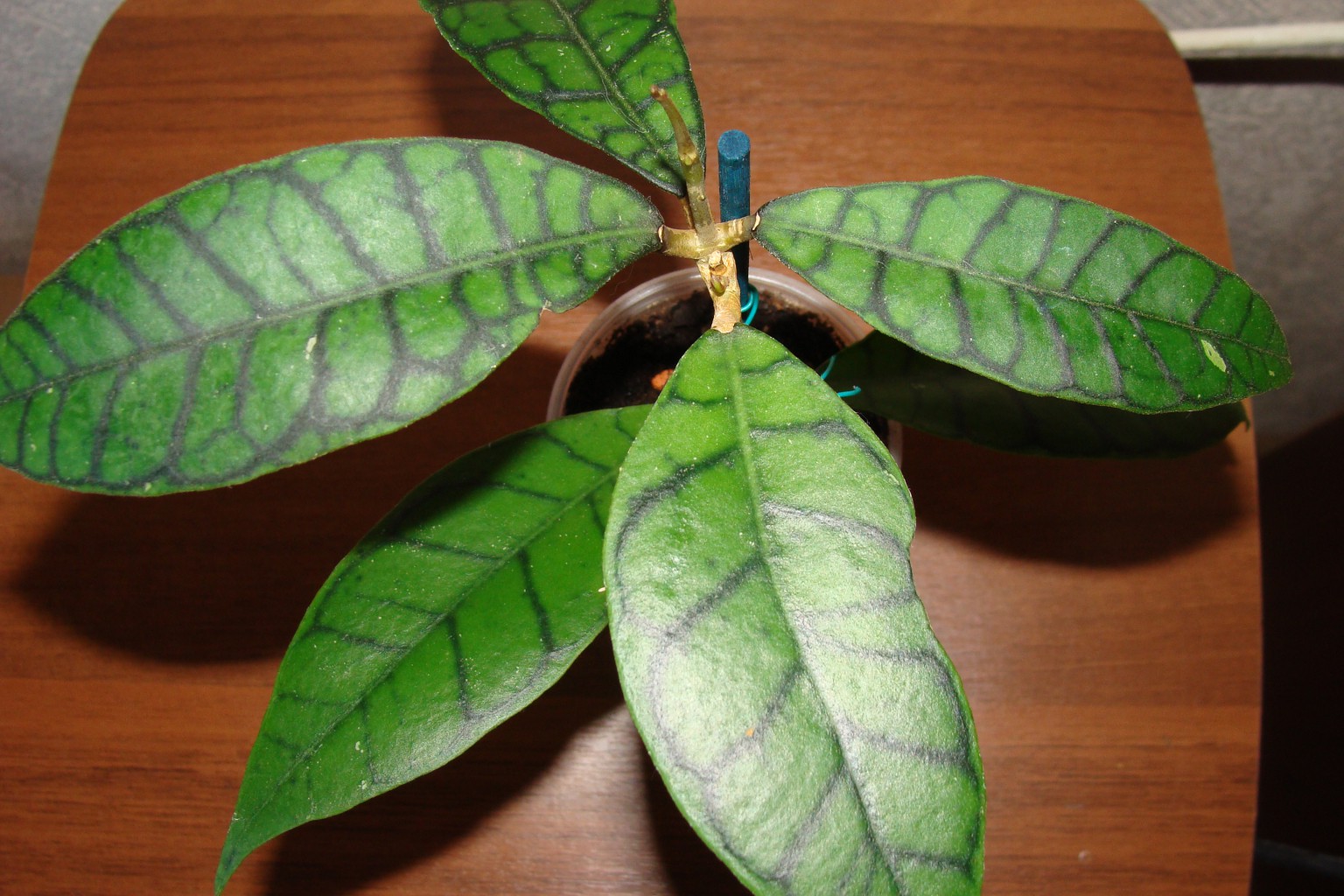 Hoya sp.Kalimantan