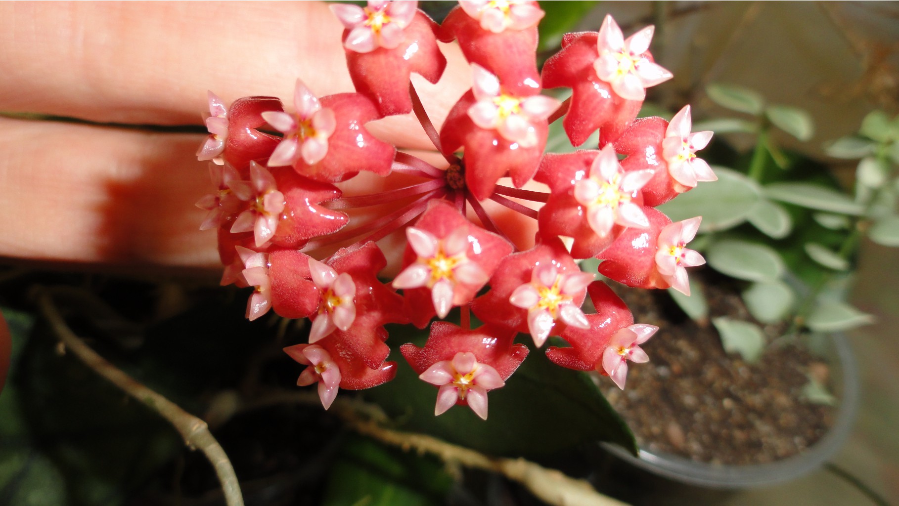 Hoya ilagiorum......    ...)