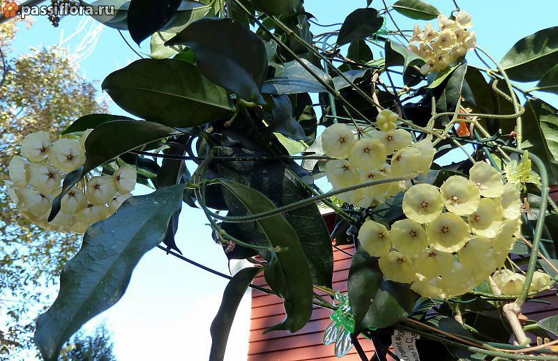 Hoya campanulata -    ...