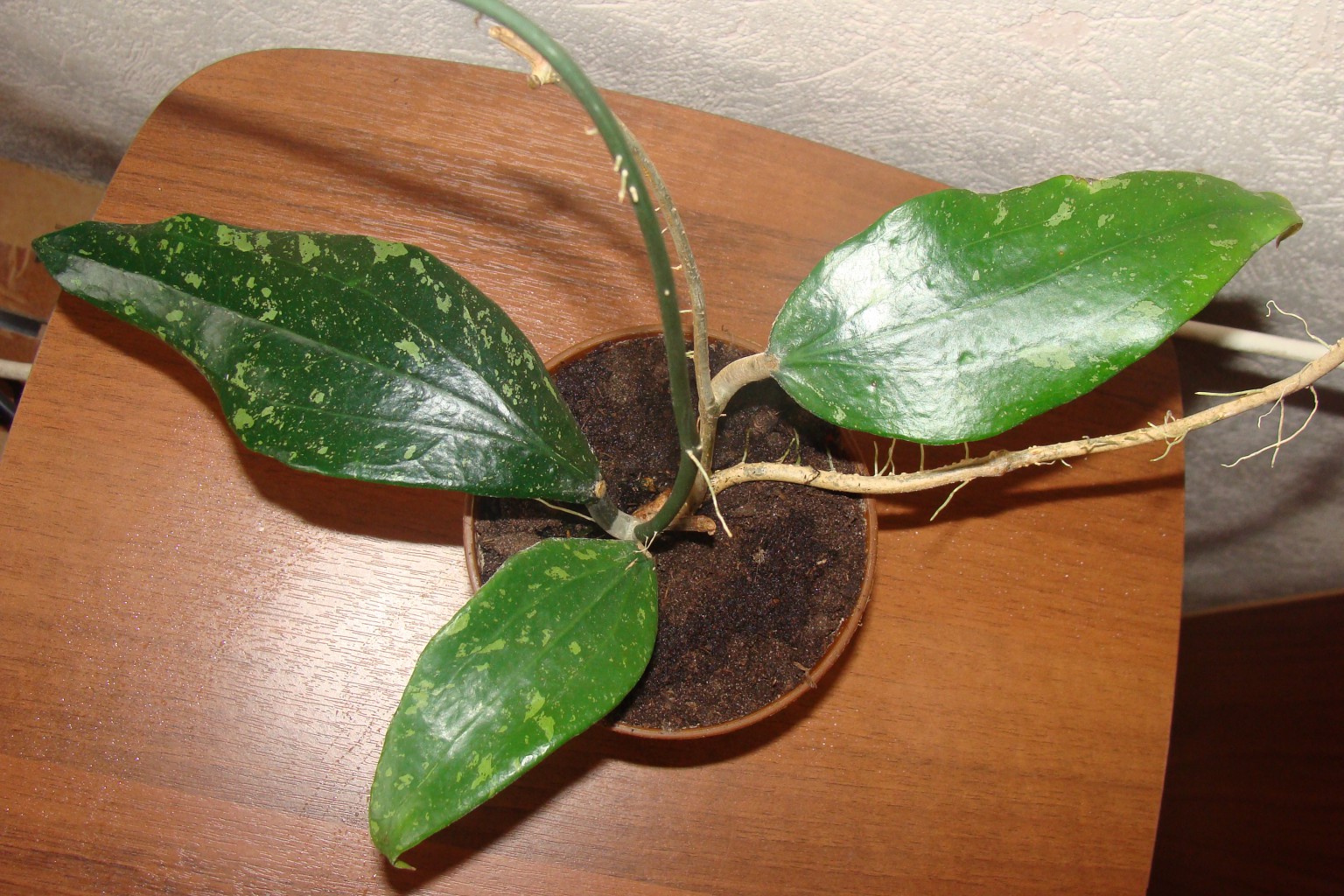 HOYA PARASITICA LAOS 