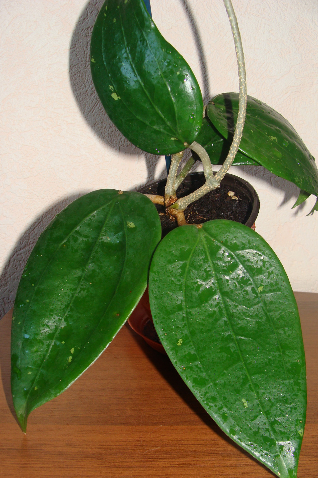 HOYA RIGIDA