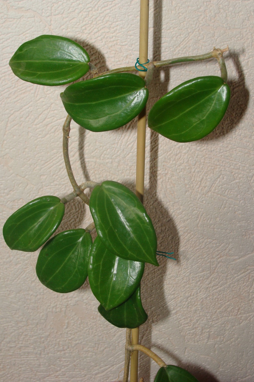 HOYA QUINQUENERVIA