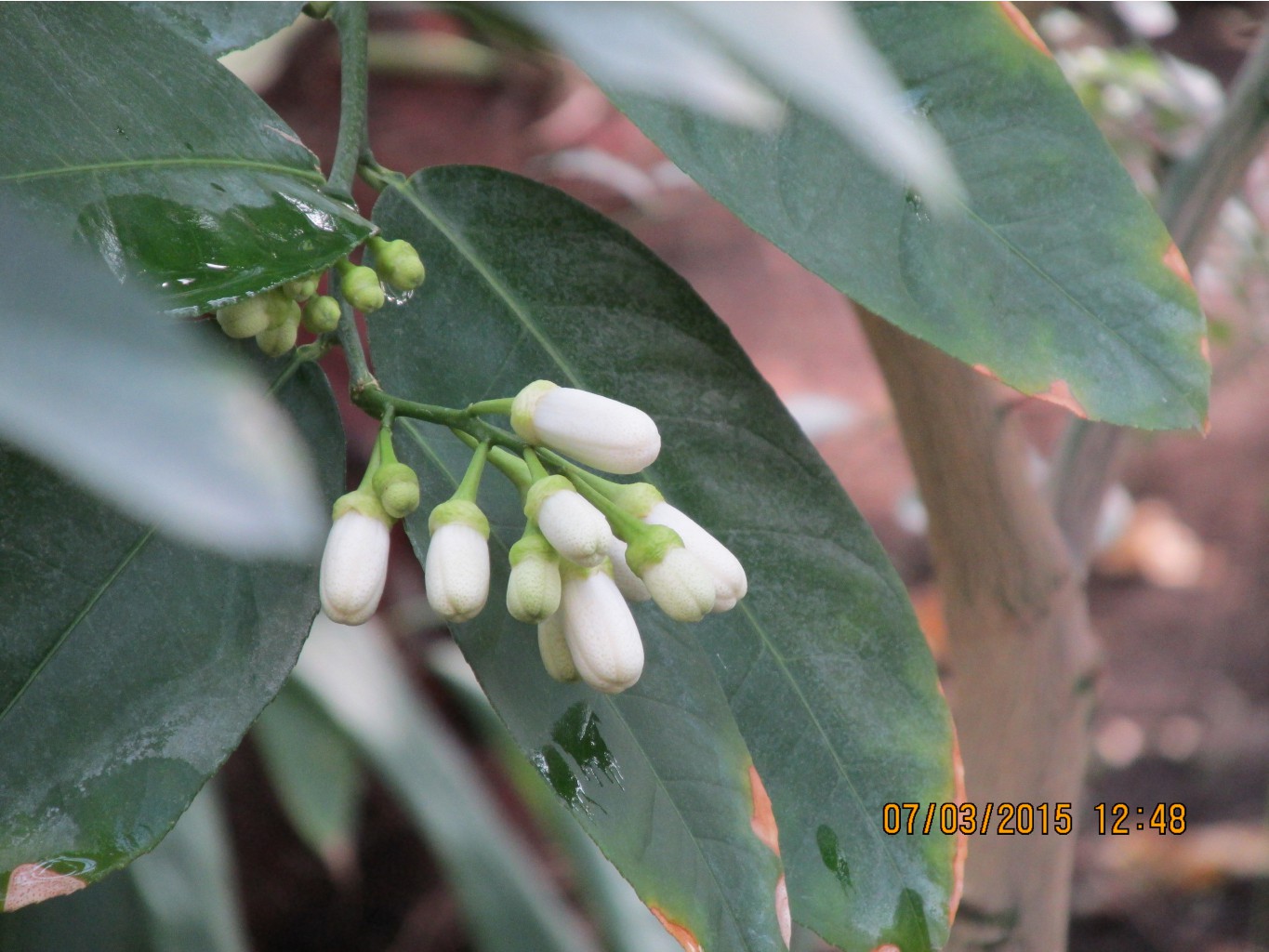 не распускается - ждёт следующую группу - везунчики!
