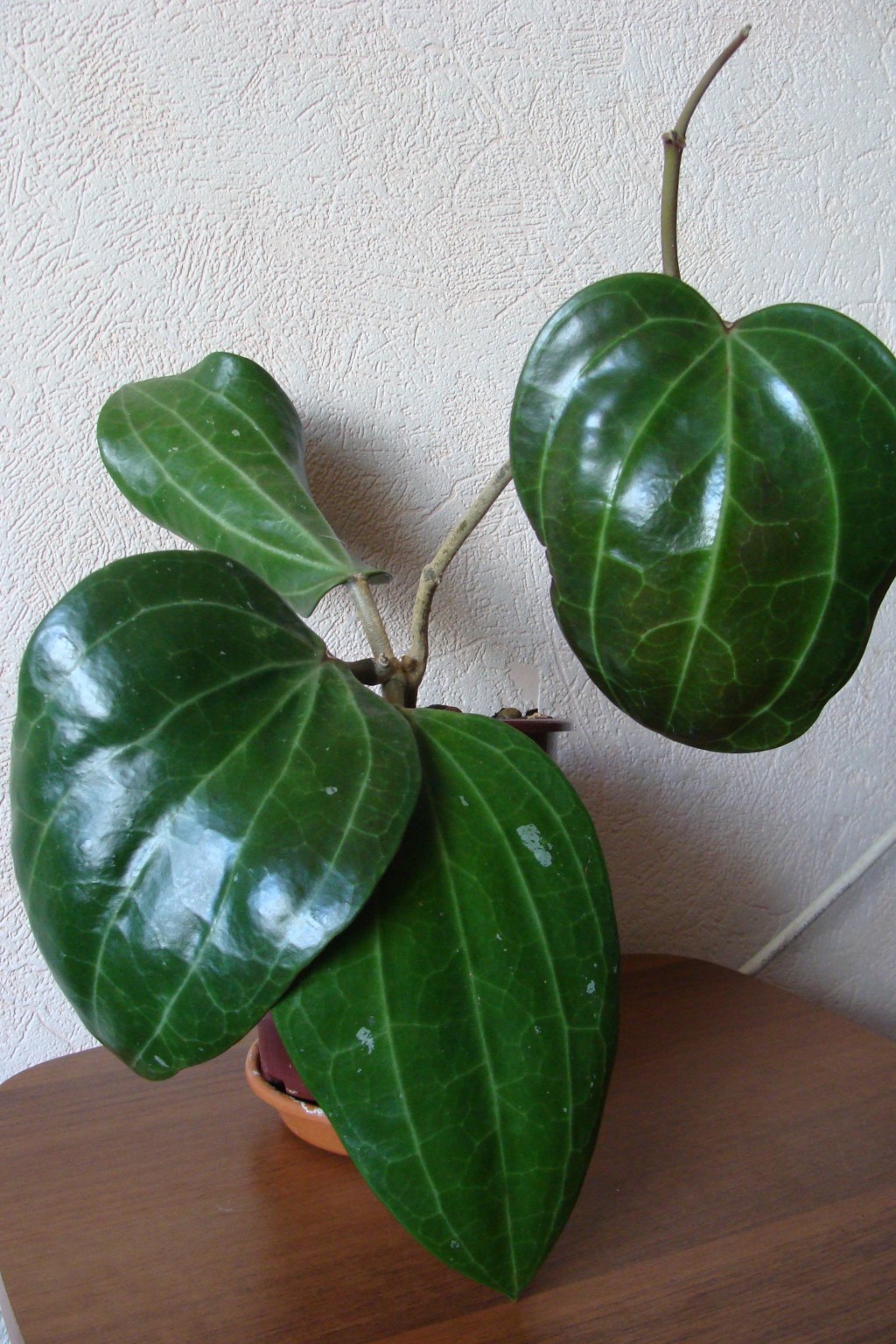 Hoya Macrophylla No1