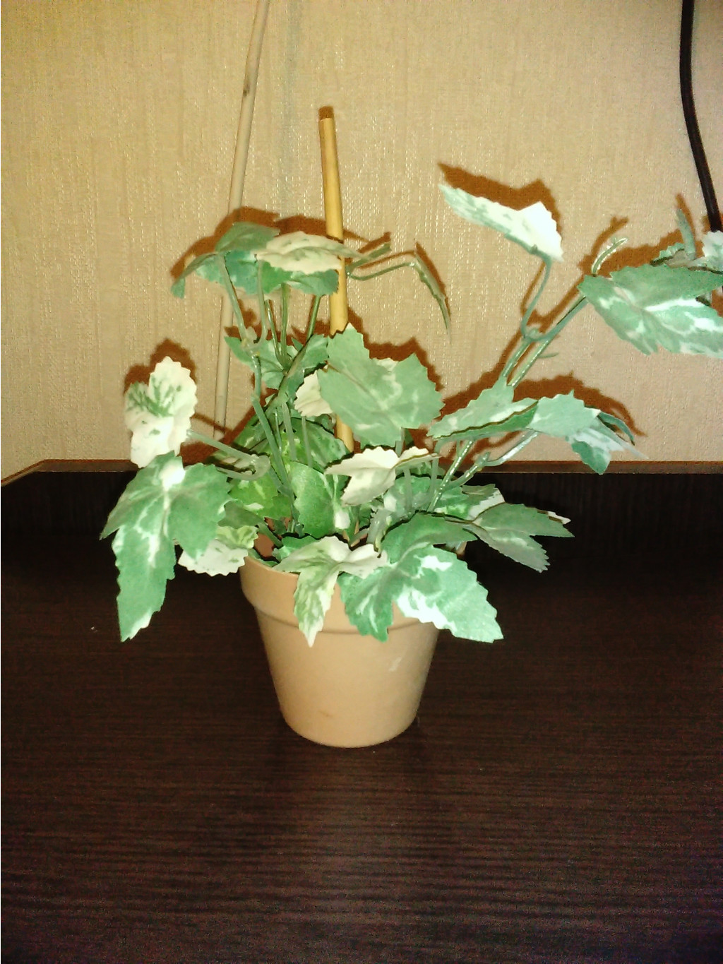 IMG_20150224_200737.jpg