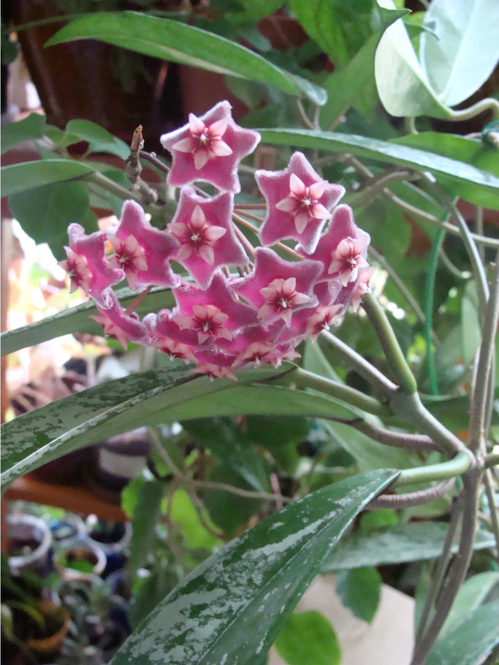 Hoya pubicalyx (splash)