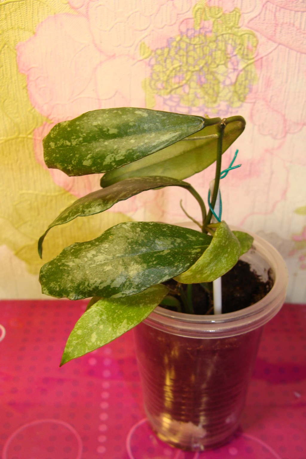 Hoya lacunosa Laos