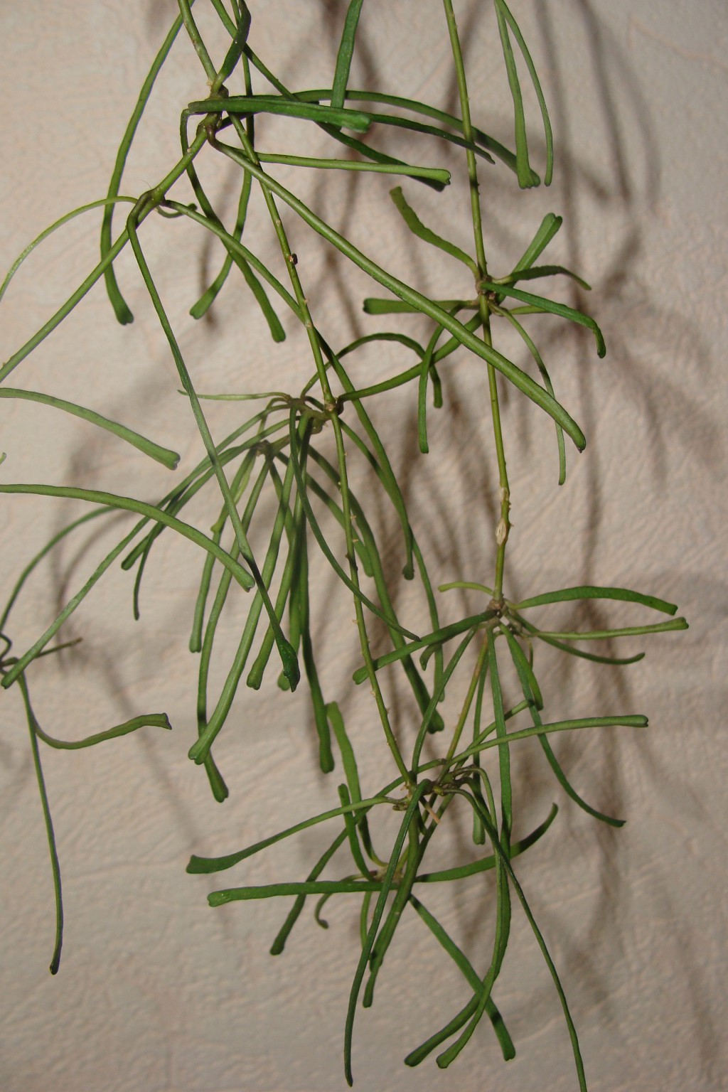 H. retusa