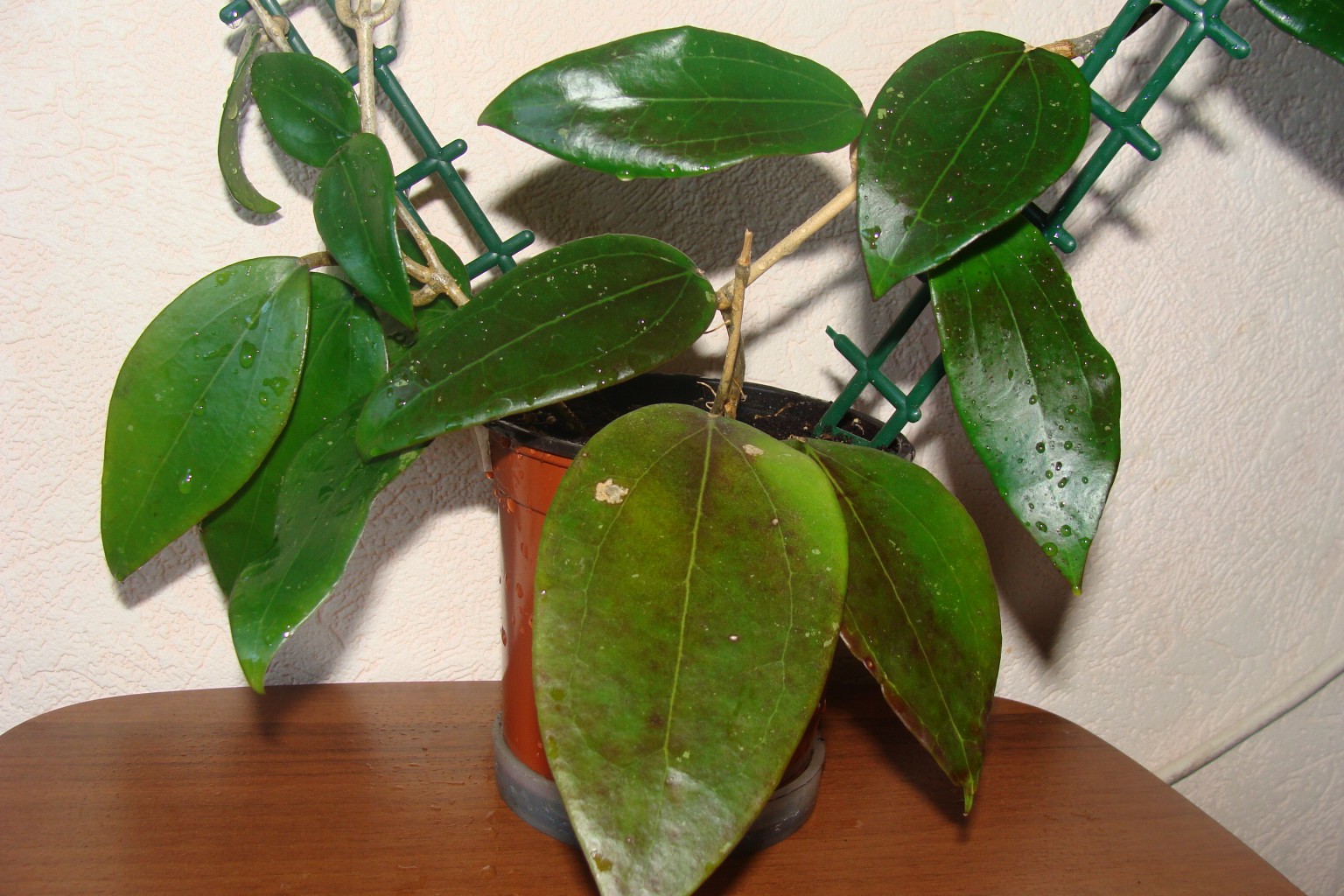 Hoya sp.22 'Khao yai' big leaf