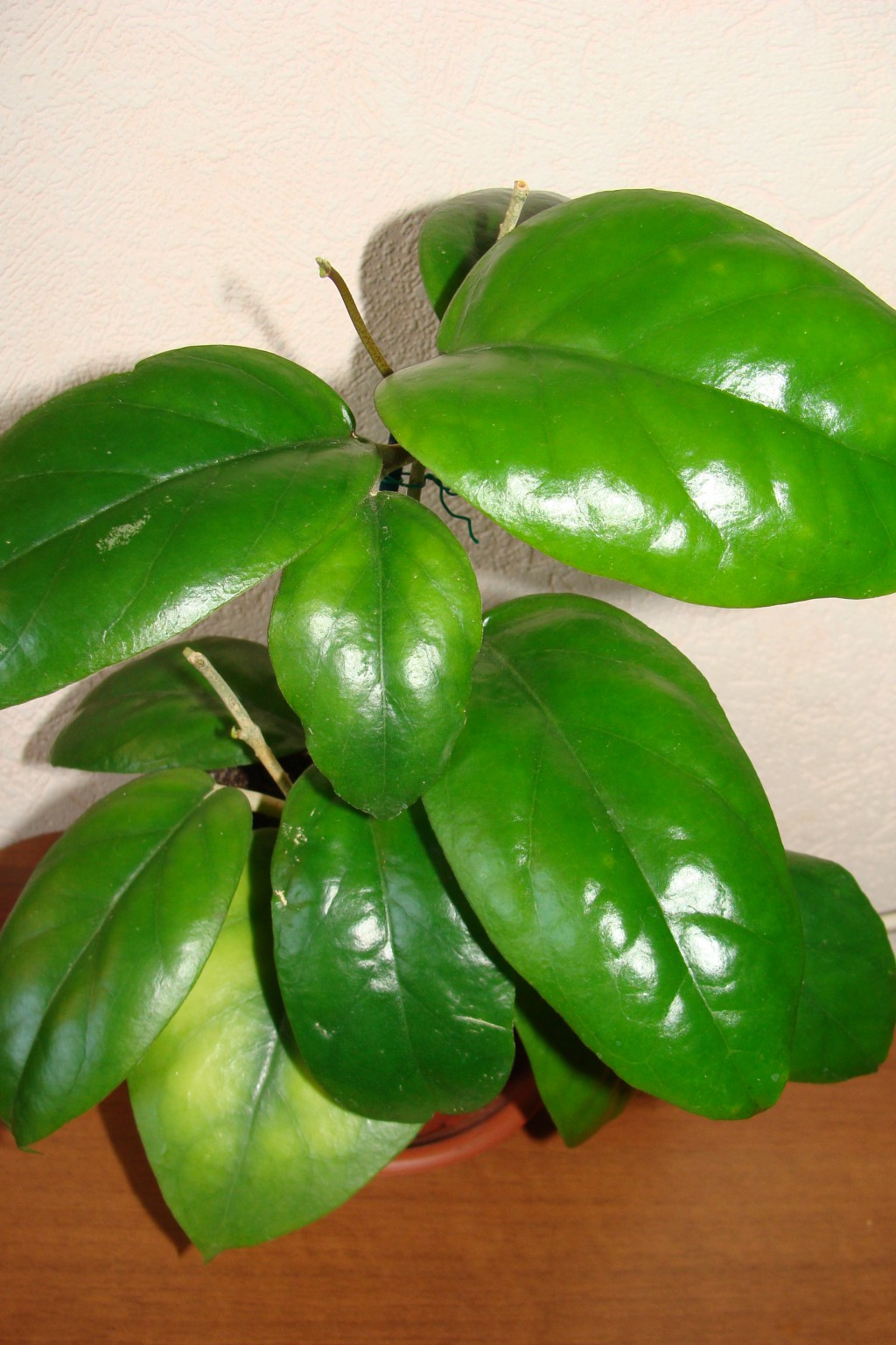 Hoya cardiophylla