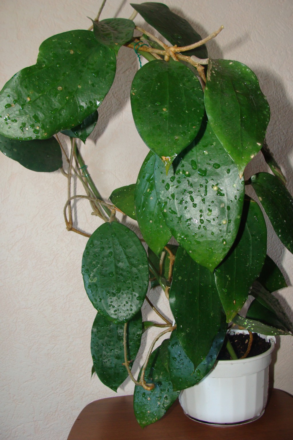 Hoya Purpureofusca