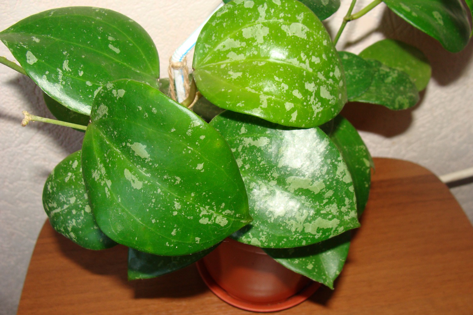 Hoya Macrophylla splash