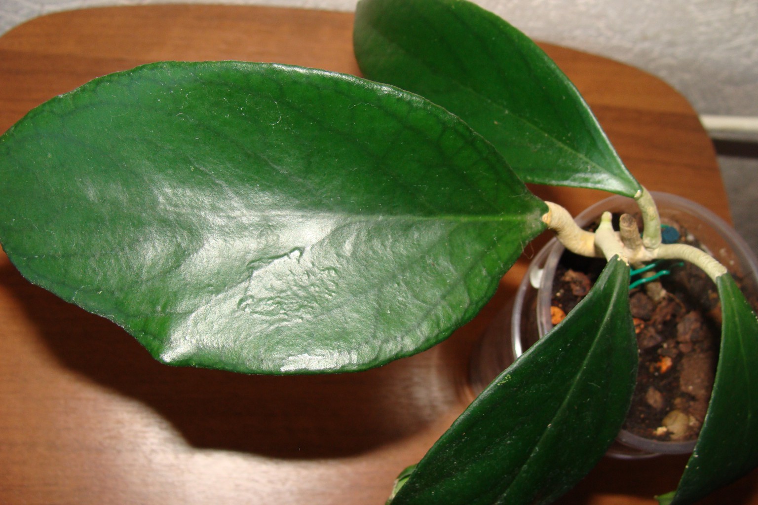 Hoya sp.585 (aff. clemensiorum)